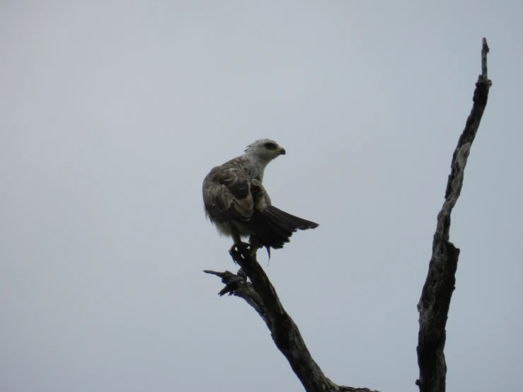 a bird sitting on top of a bare tree