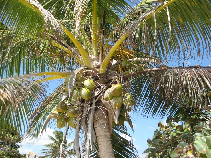 a large palm tree with lots of leaves and a blue sky in the background