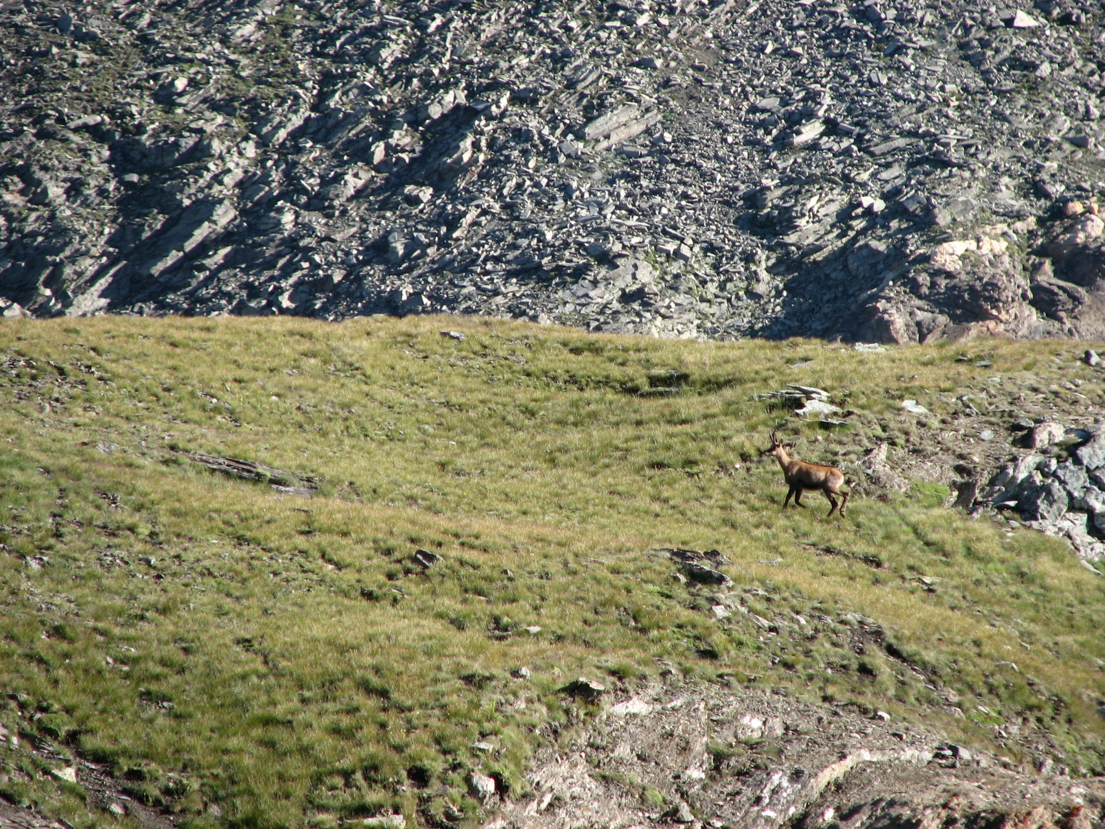 two animals walking around the grass on the hillside