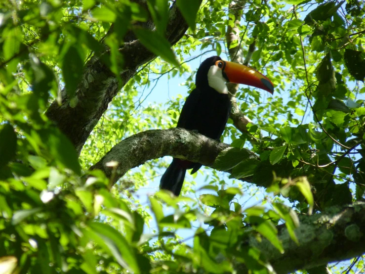 the toucan is perched in a tree nch