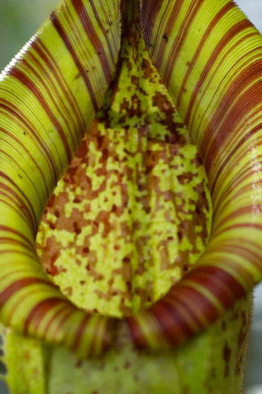 this is the underside of a flower with lots of spots