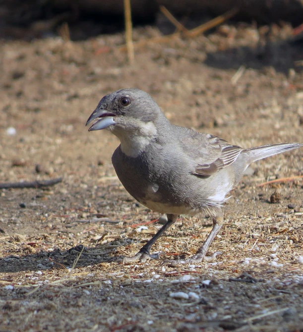 a grey and white bird is walking on the ground