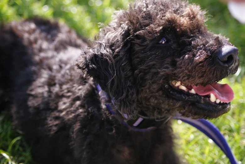 a close up view of the top of a furry black dog