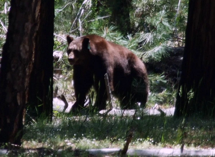 a brown bear walking through a dense forest