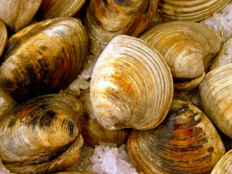 several clams laying together on some ice