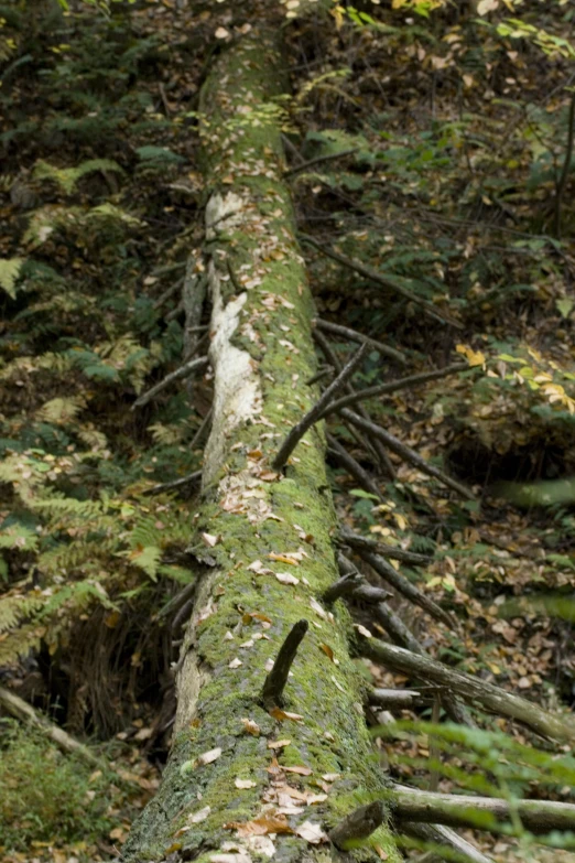 the log is being held down in the woods