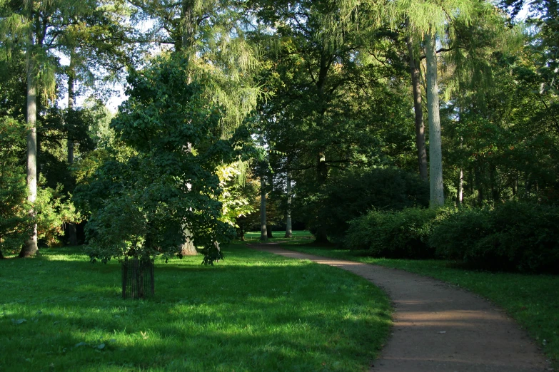 a wooded area with a path through it