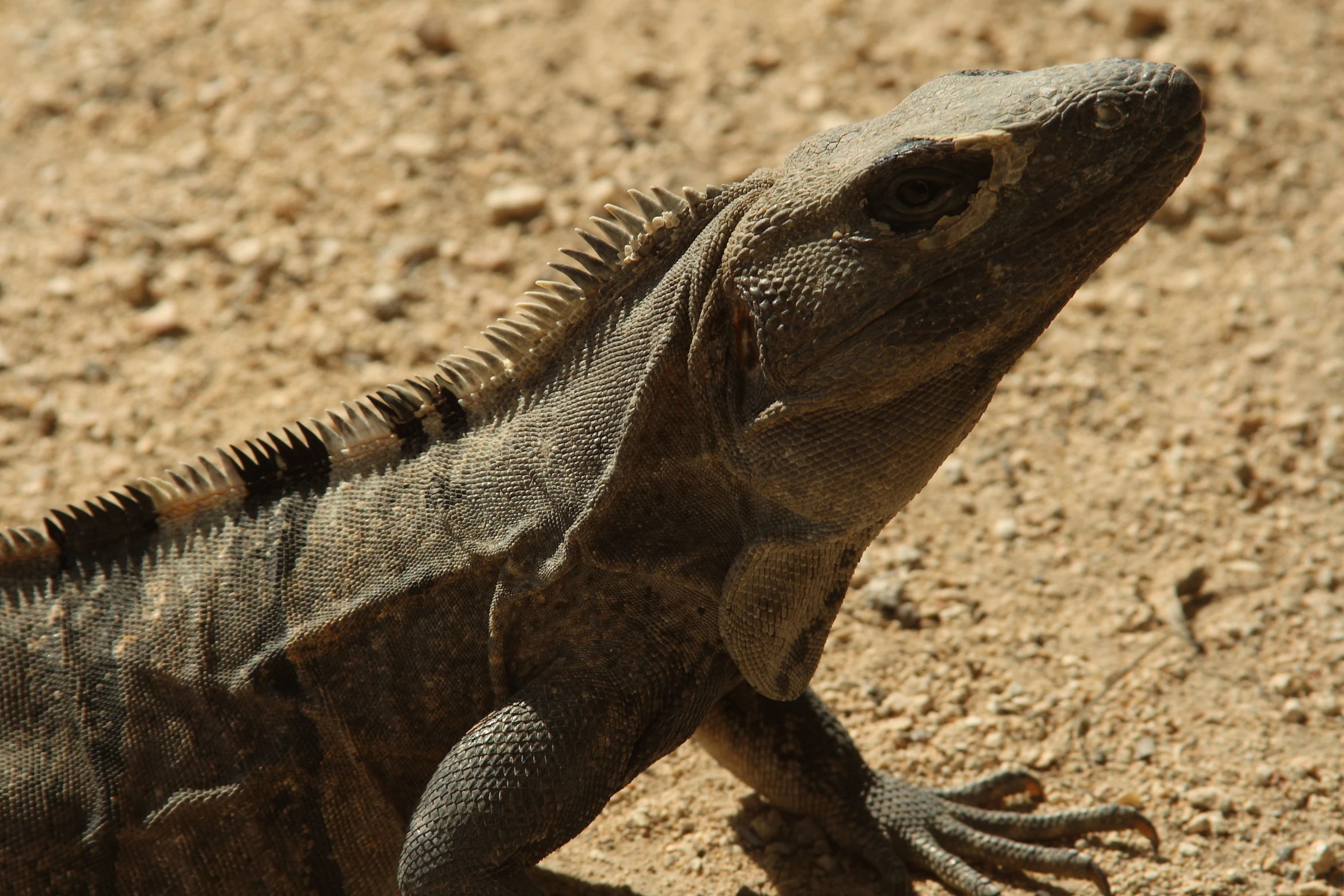 a very big cute lizard laying in the dirt