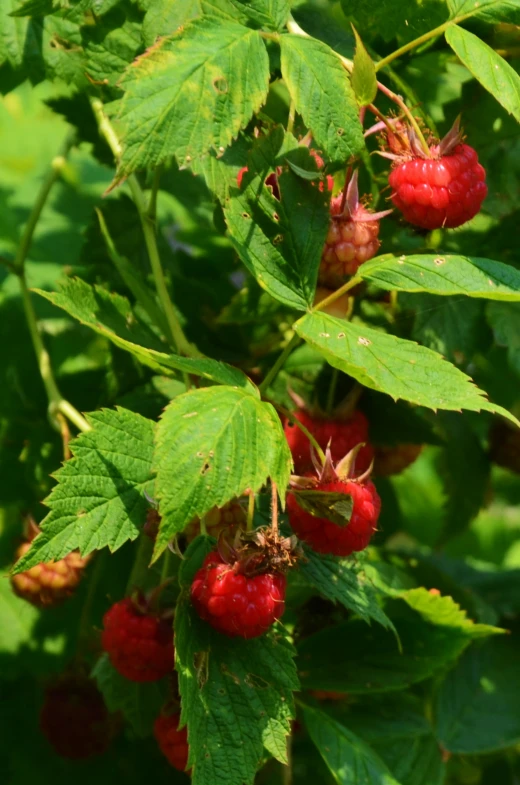 red raspberries are hanging from the nches of a tree