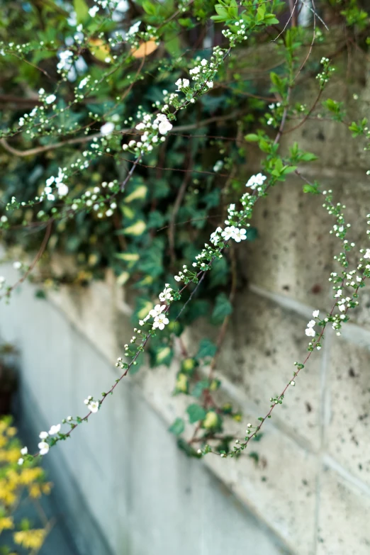 some white flowers are growing up and on a wall