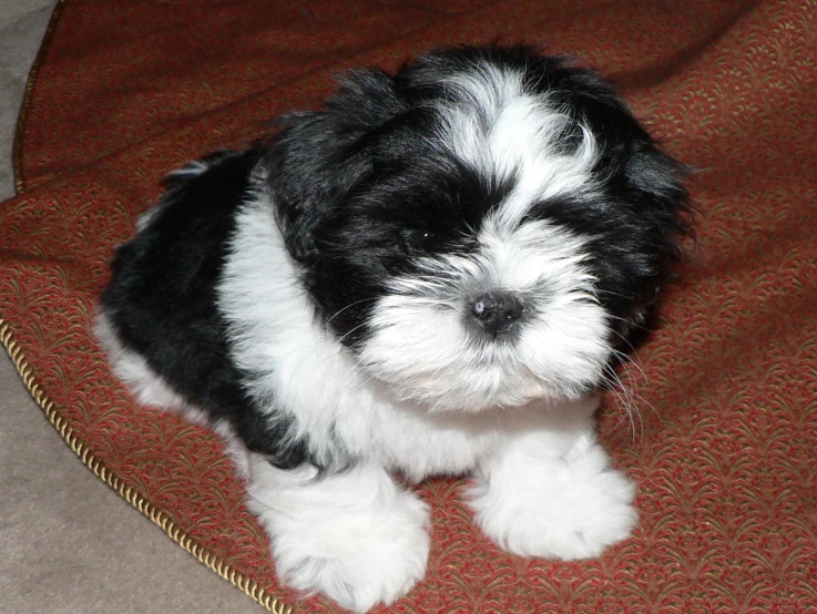 the small dog is sitting on the carpet