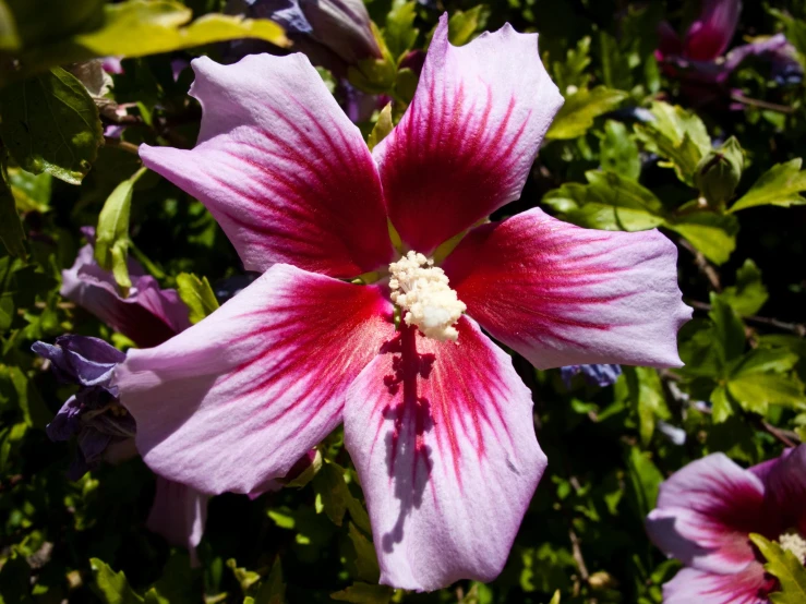 pink flower in the foreground surrounded by other flowers