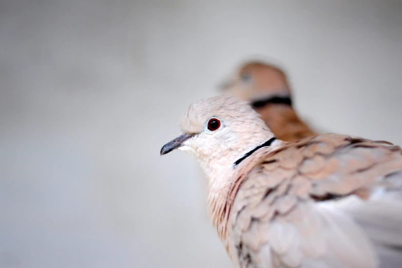 a white bird has a red eye and black beak