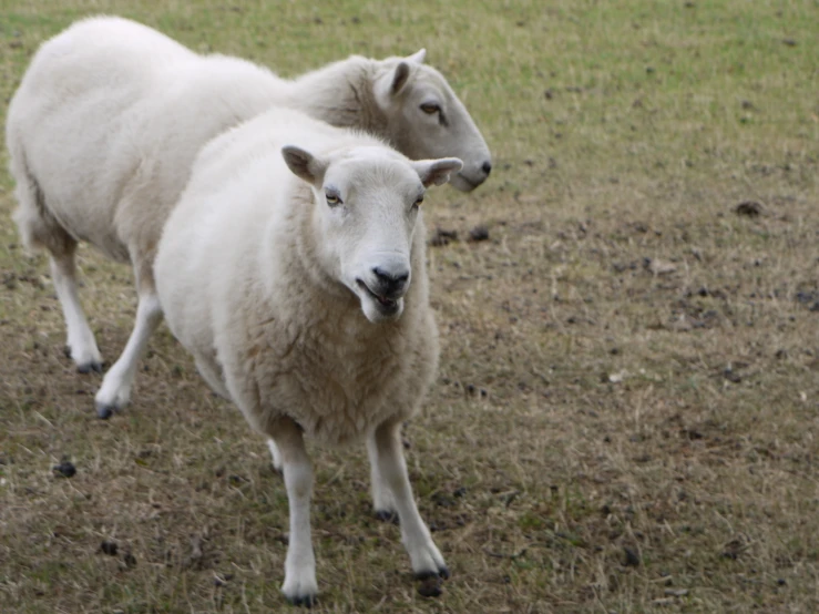 a couple of white sheep standing on a field