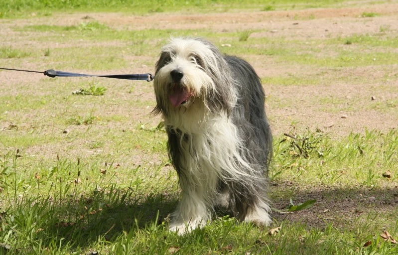 a grey dog with white hair is on a leash and walking through the park