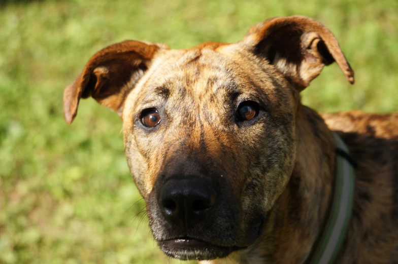 the large dog has brown eyes and black muzzle