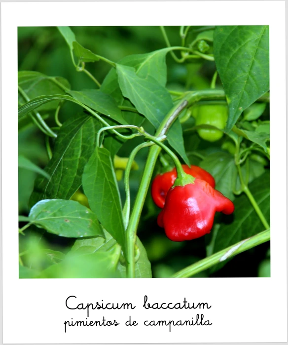 red bell pepper plant with green leaves and an advertit in spanish