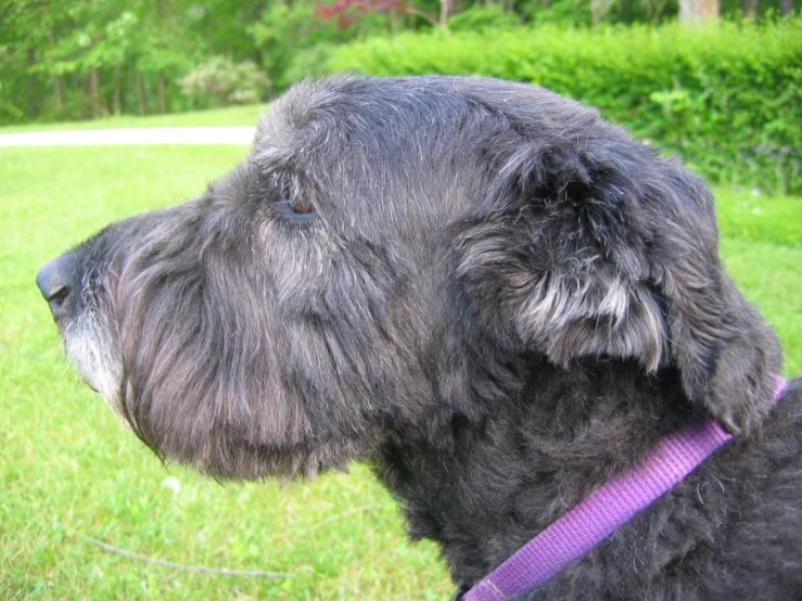 a black dog with a purple leash on a grassy field