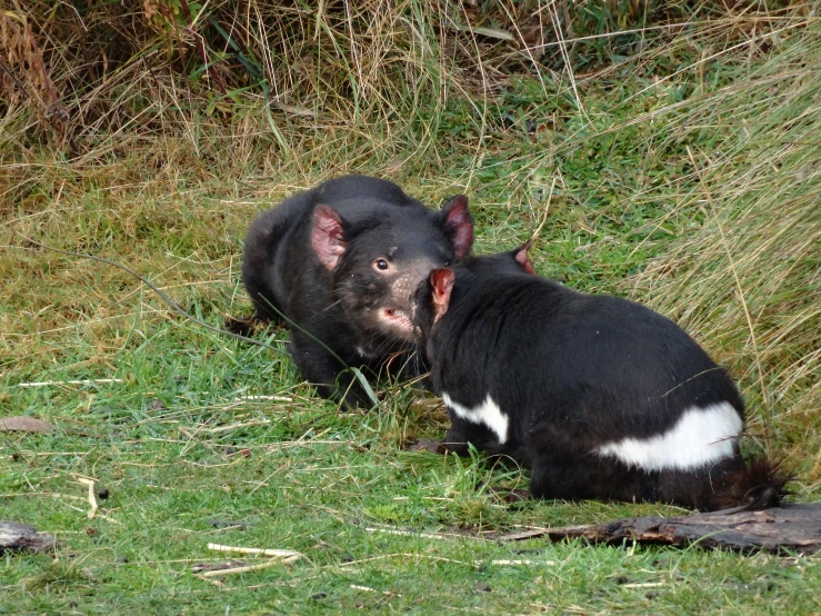 there is a black and white dog sitting in the grass