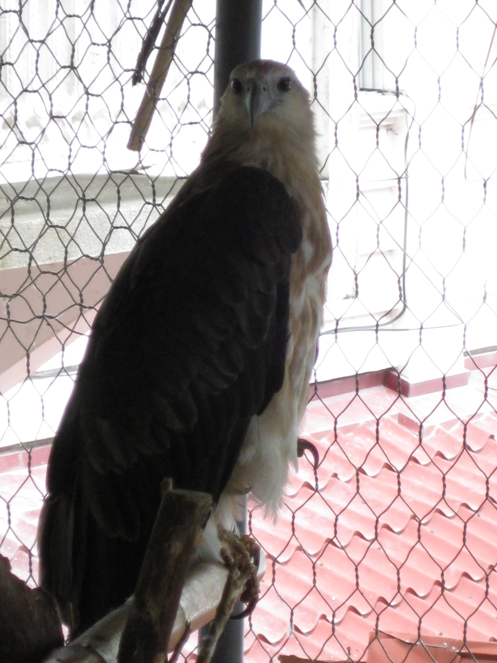 an eagle sitting on a tree nch outside