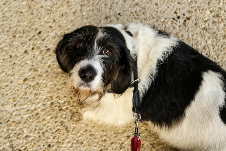 a small black and white dog on a leash