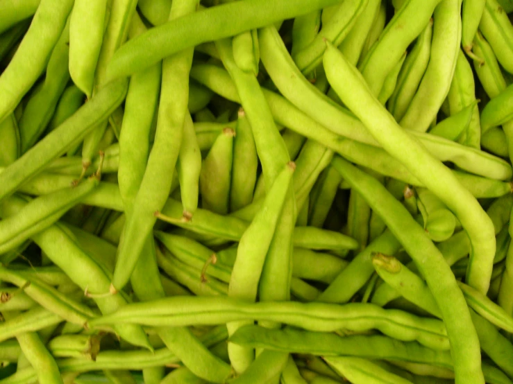 long green beans with thin end buds are arranged in rows