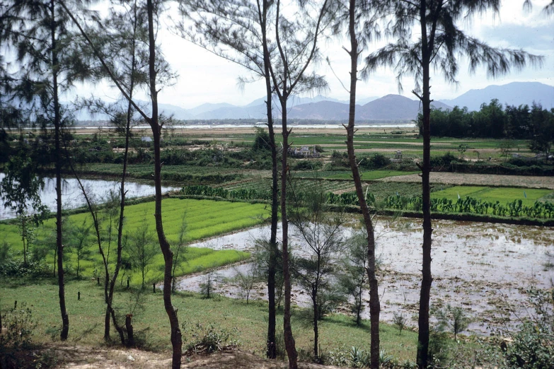 a scenic view of trees, a pond, and a field