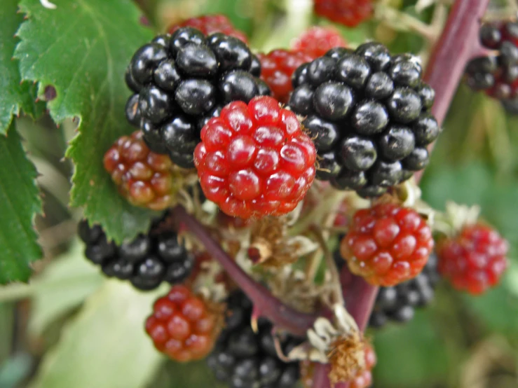 a cluster of blackberry berries hanging on the nches