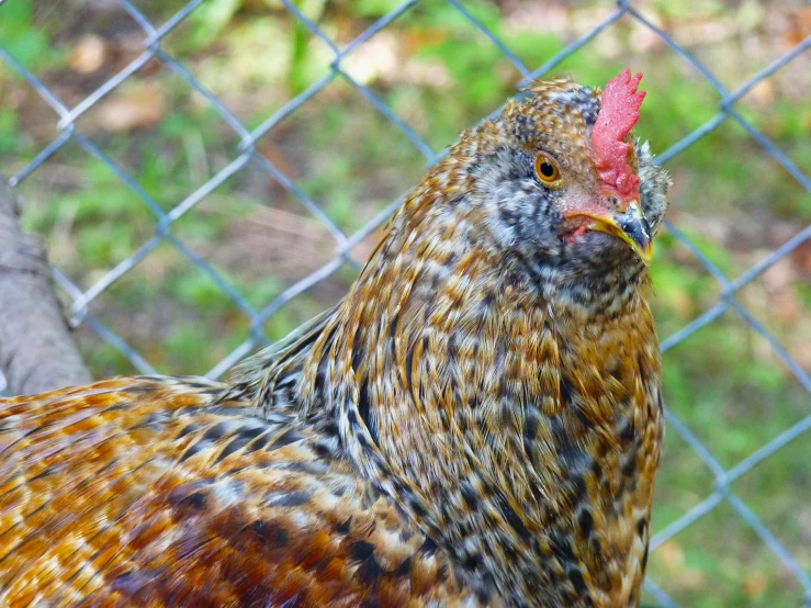 the head and shoulders of a rooster standing in a field