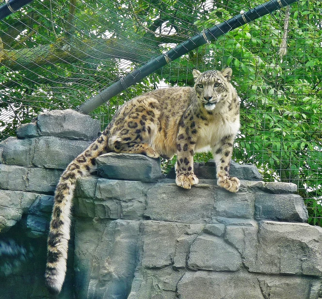 the adult snow leopard standing on the top of a rock