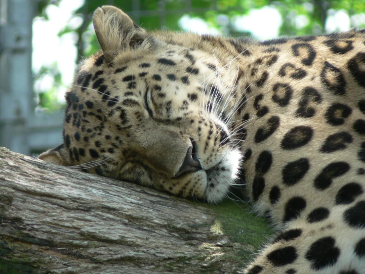 the closeup of a sleeping leopard in a tree