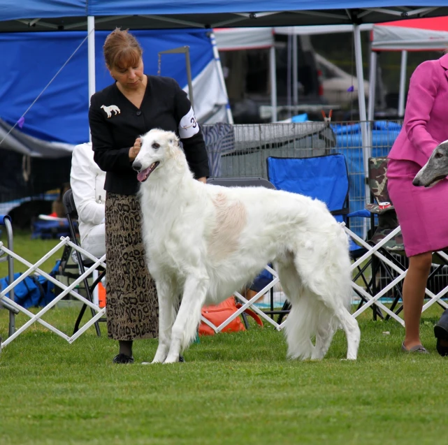 a woman holding a white dog in front of a tent