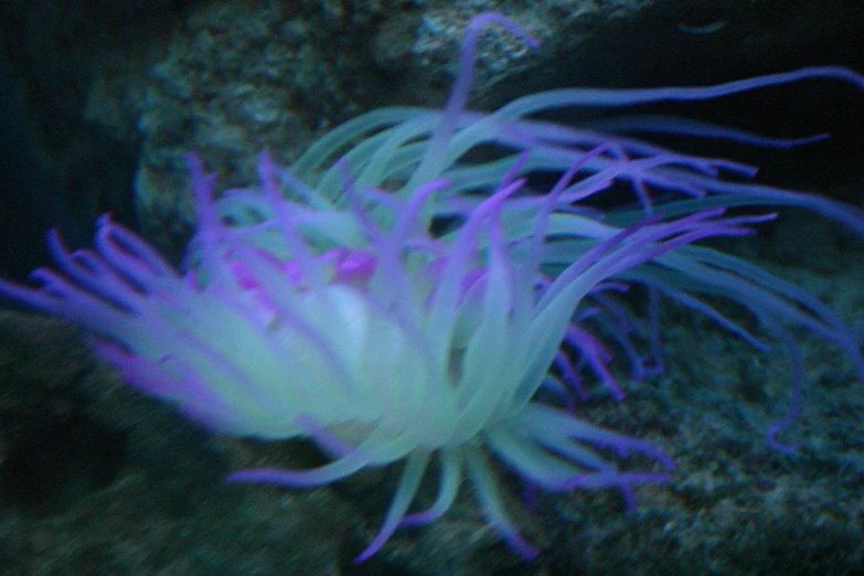 a blue sea anemone underwater in the ocean