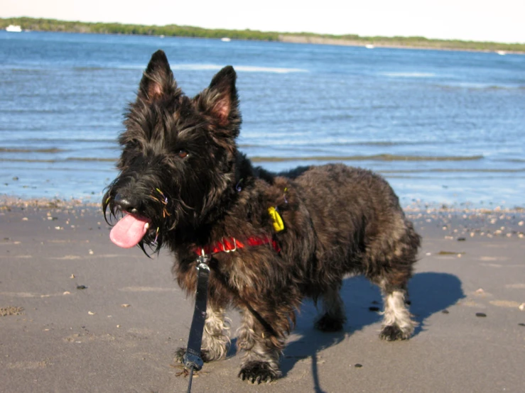 a gy dog standing on top of a beach next to the ocean