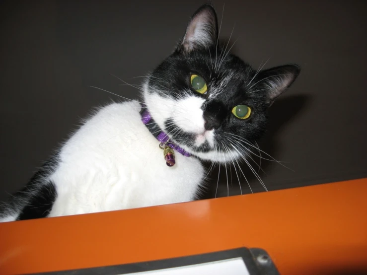 a black and white cat wearing a purple collar