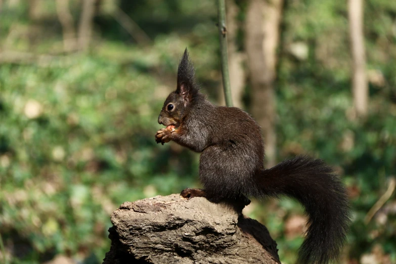 a squirrel stands on a large rock and eats