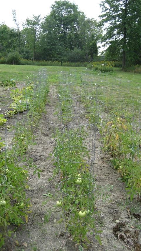 an open area with many plants growing on it