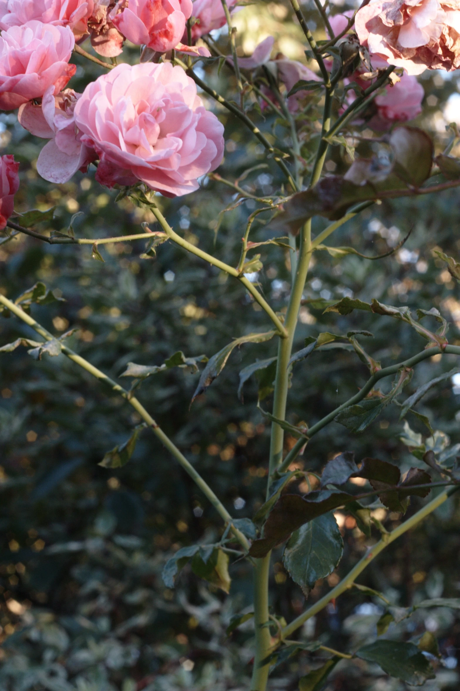 flowers, like this one growing in a field, are soft pink