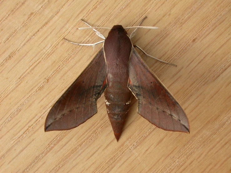 two dark brown moths on a wooden table