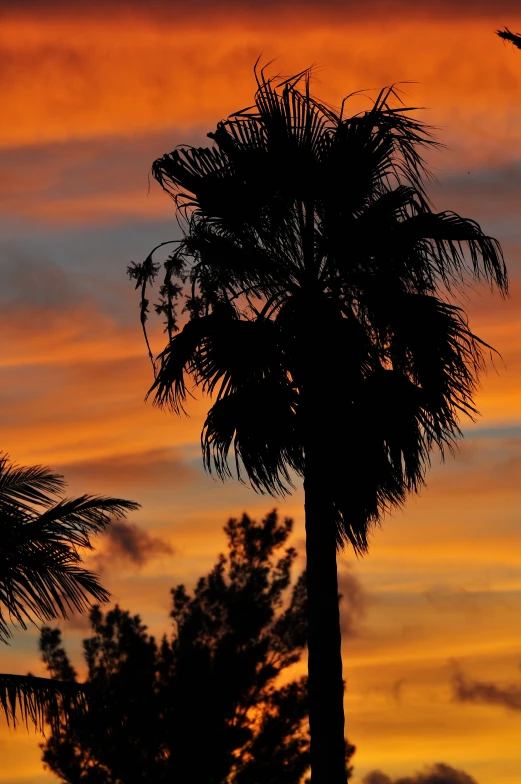 palm trees are silhouetted against the sunset