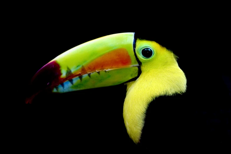 a toucan that is yellow and green with a black background