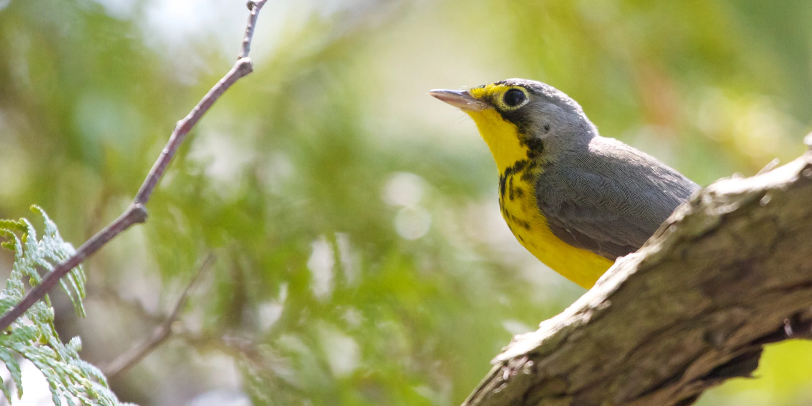 a yellow and grey bird sitting on top of a tree nch