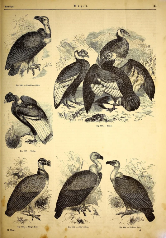 the various birds are depicted on this book