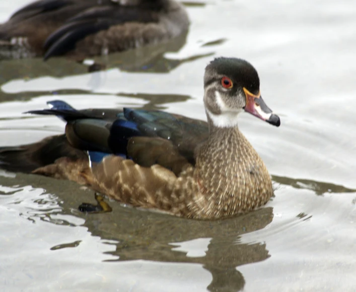 a close up of two ducks swimming in the water