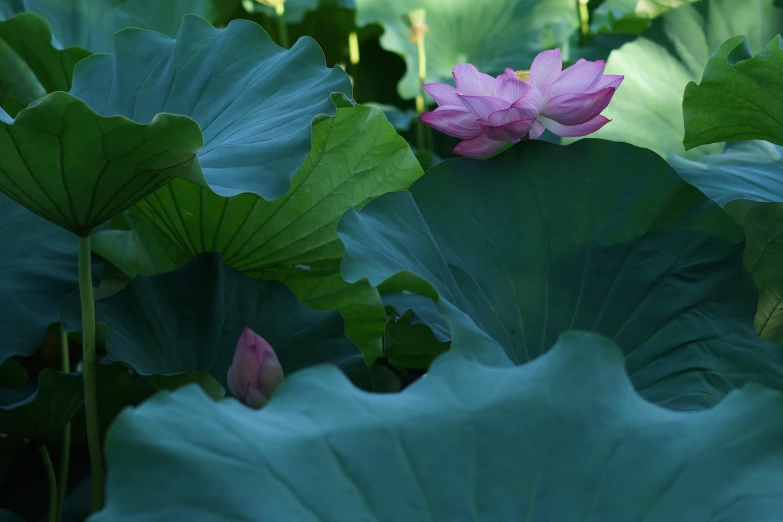 the flowers are pink and purple in the sunlight