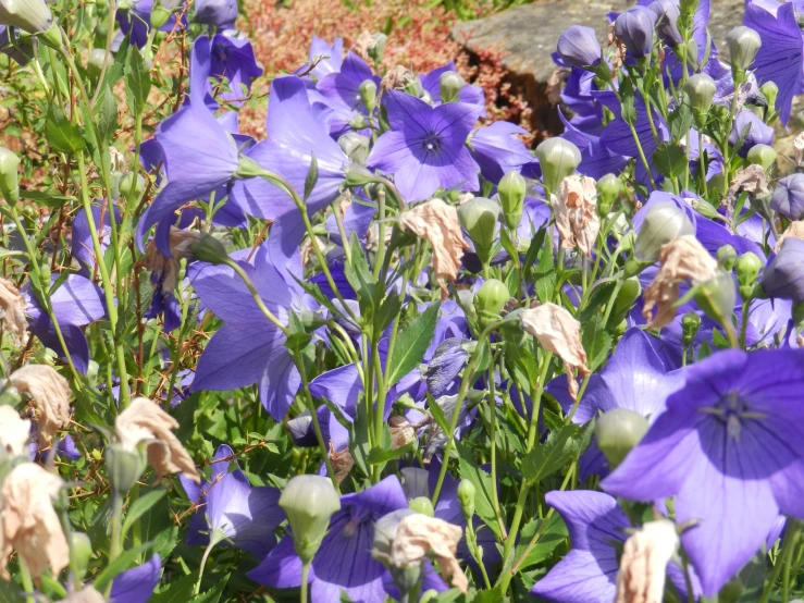 purple flowers blooming in the sunlight next to grass