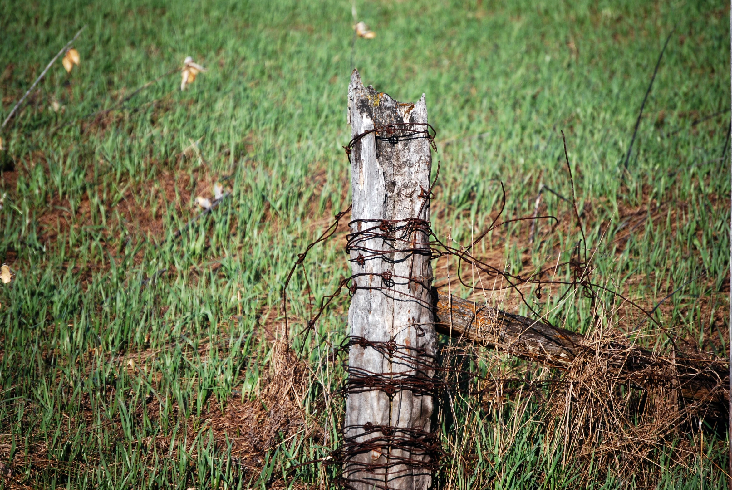 the fence has barbed wire wrapped around it