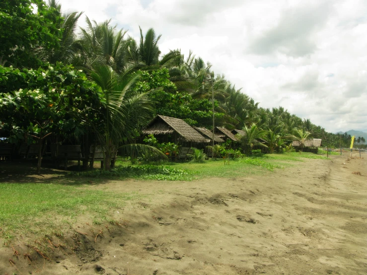 a beach area with lots of trees and grass