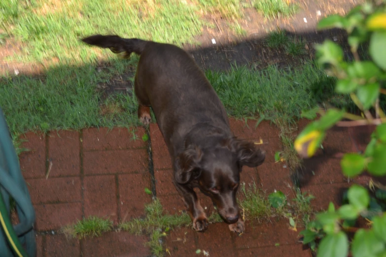 the dog is sniffing the green plants outside