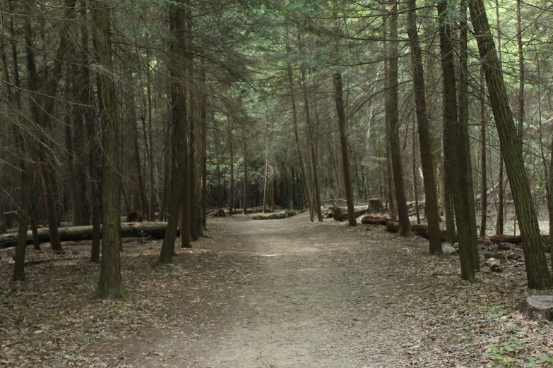 a narrow path that is surrounded by pine trees